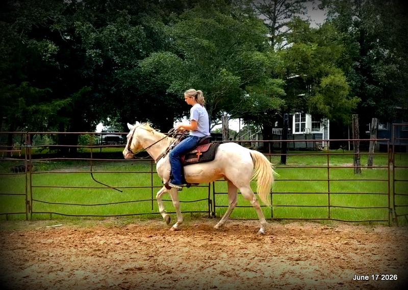 💚Prince💚Meet Prince: Your Dream Riding Partner! 👑