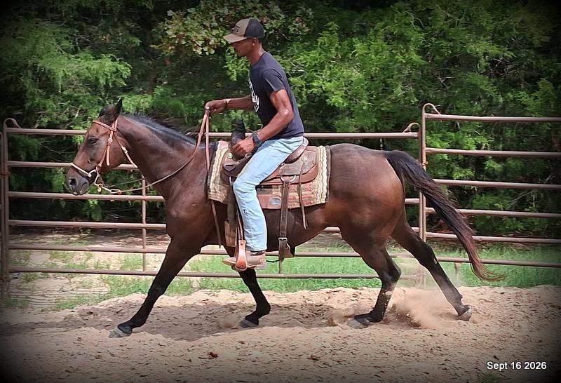💚 Cat | Kid & Beginner Safe Family Trail Mare