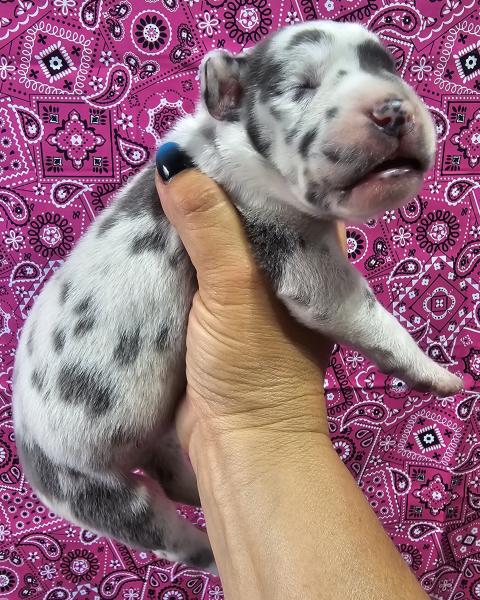Blue Harlequin Female Tan Collar