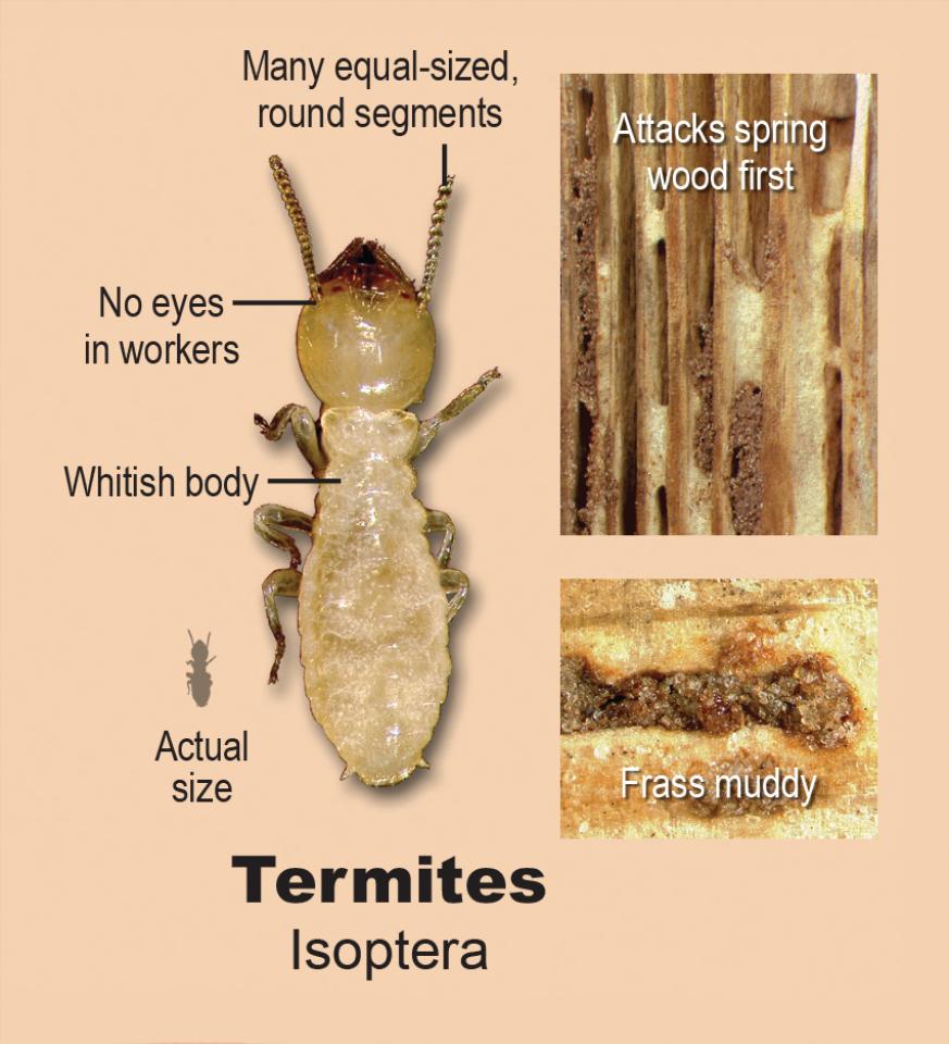 Wood Damaging Organisms