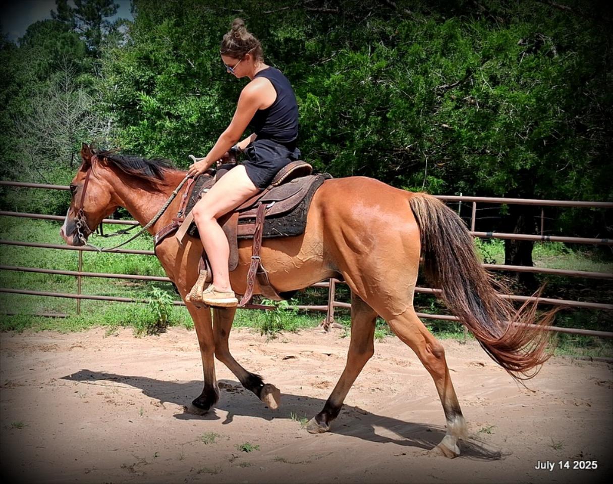 Bailey – Sweet Bay Gelding with a Heart of Gold