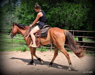 Bailey – Sweet Bay Gelding with a Heart of Gold