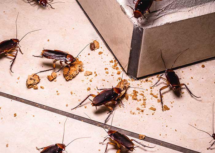 Cockroaches