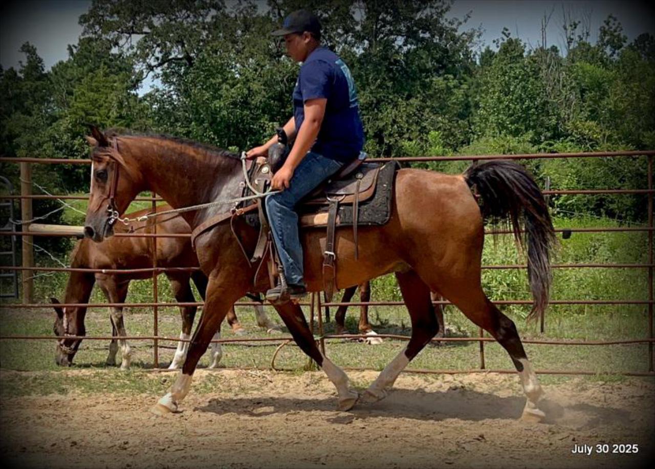 Cash- 11 Year Old Arabian Cross