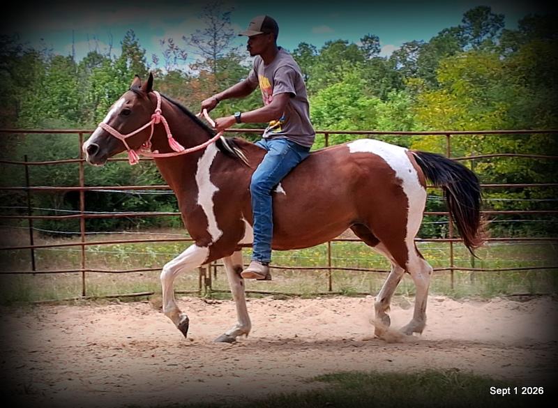 💛 🐴 Milly • Beginner Safe, Confident & Smooth Trail Mare💛