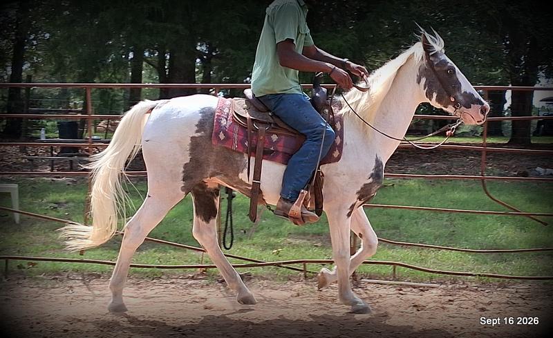 💚 Cosmo | Kid-Safe Spotted Gaited Gelding