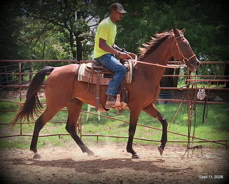 🧡 Jessica’s Beauty | Registered Standardbred Mare🧡