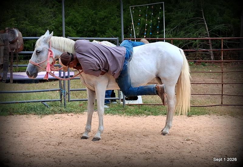 💛 🐴 Wisp • Beginner Safe, Smooth & Gentle Trail Mare 💛