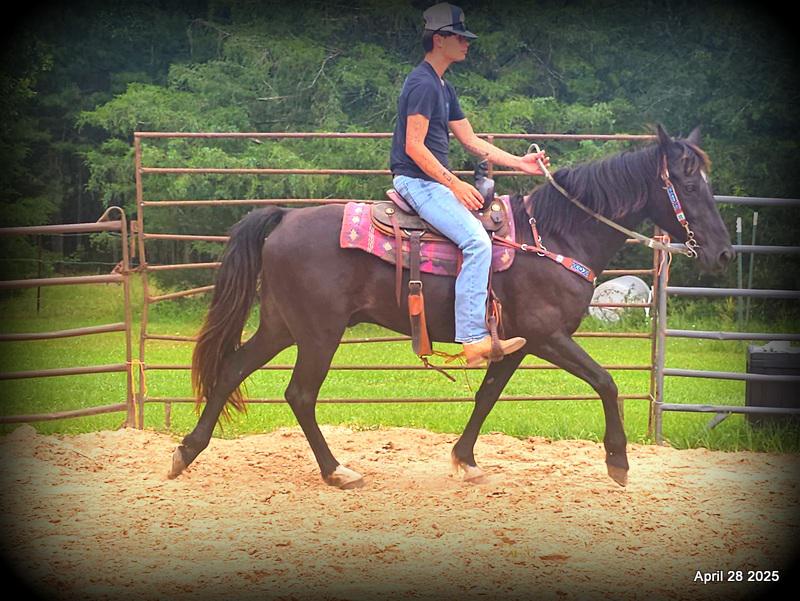 Midnight ***Gentle, Gaited Trail Gelding
