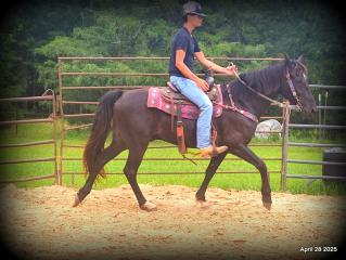 Midnight ***Gentle, Gaited Trail Gelding