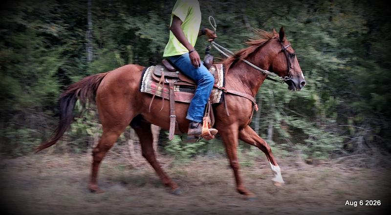 💛🐴 Scarlet • Ranch Experienced, Trail Ready & Ready to Ride💛