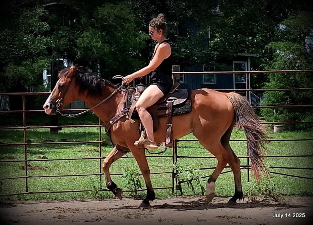 Bailey – Sweet Bay Gelding with a Heart of Gold