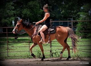 Bailey – Sweet Bay Gelding with a Heart of Gold