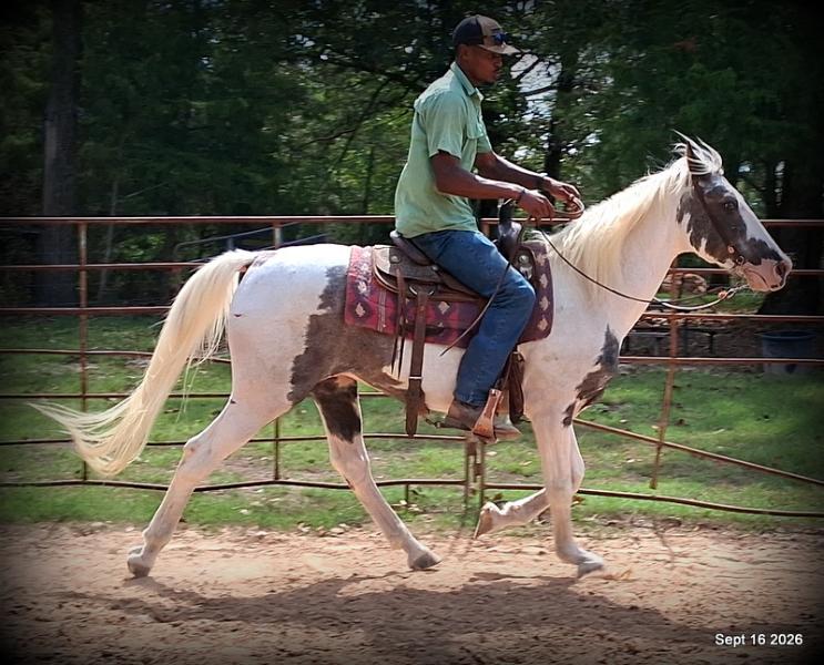 💚 Cosmo | Kid-Safe Spotted Gaited Gelding