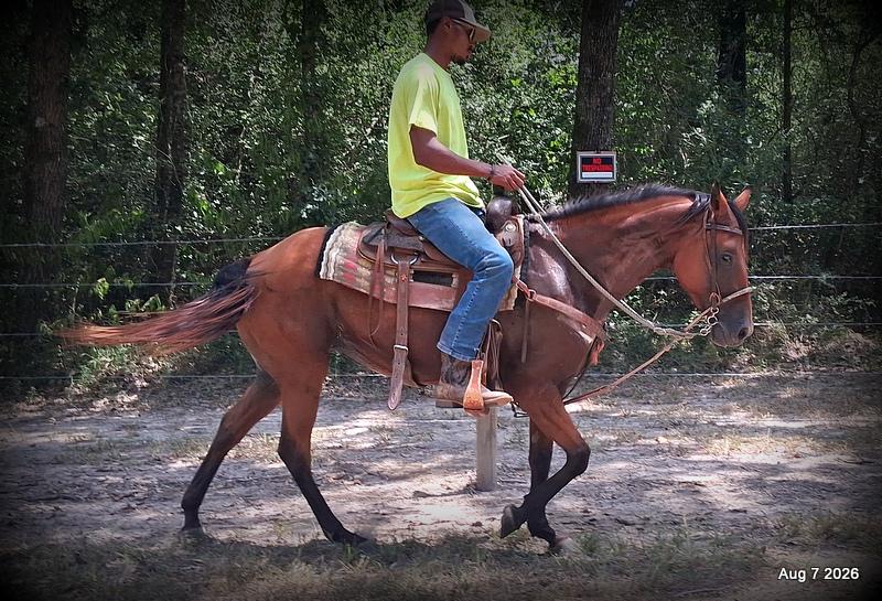 💚Sable • Beginner Safe & Family Safe Mare💚