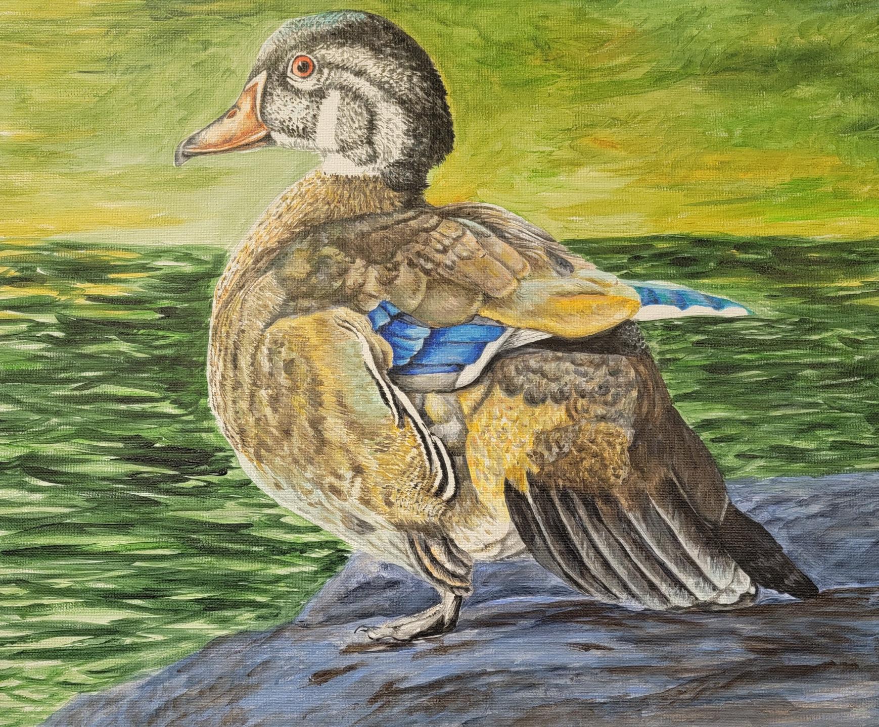 Wood Duck