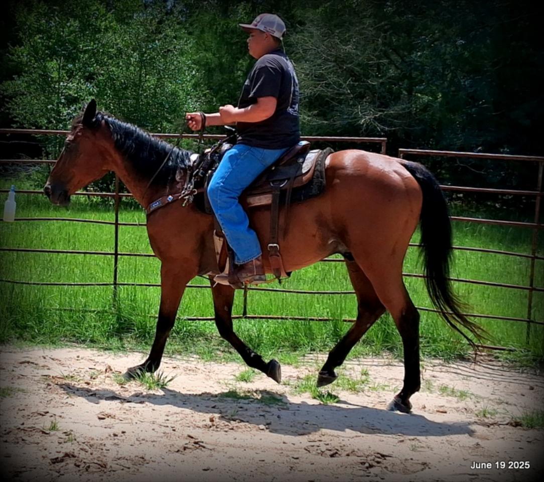 Sammy – A Comeback Story with a Heart of Gold