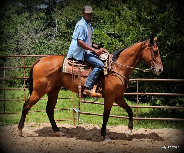 🧡 River 🐴 Quiet, Trail-Proven & Advanced Beginner Safe 🌲✨