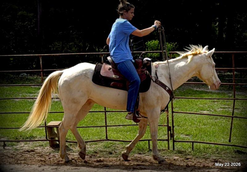 💚Prince💚Meet Prince: Your Dream Riding Partner! 👑