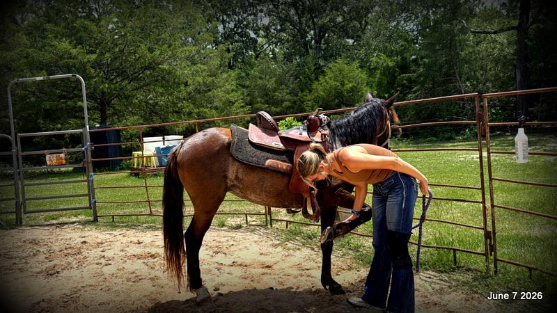 💛Bugs💛Smooth-Gaited Trail Mare 🌟