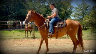 Smart Little Buzz AKA hawk