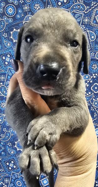 Blue Male Red Collar