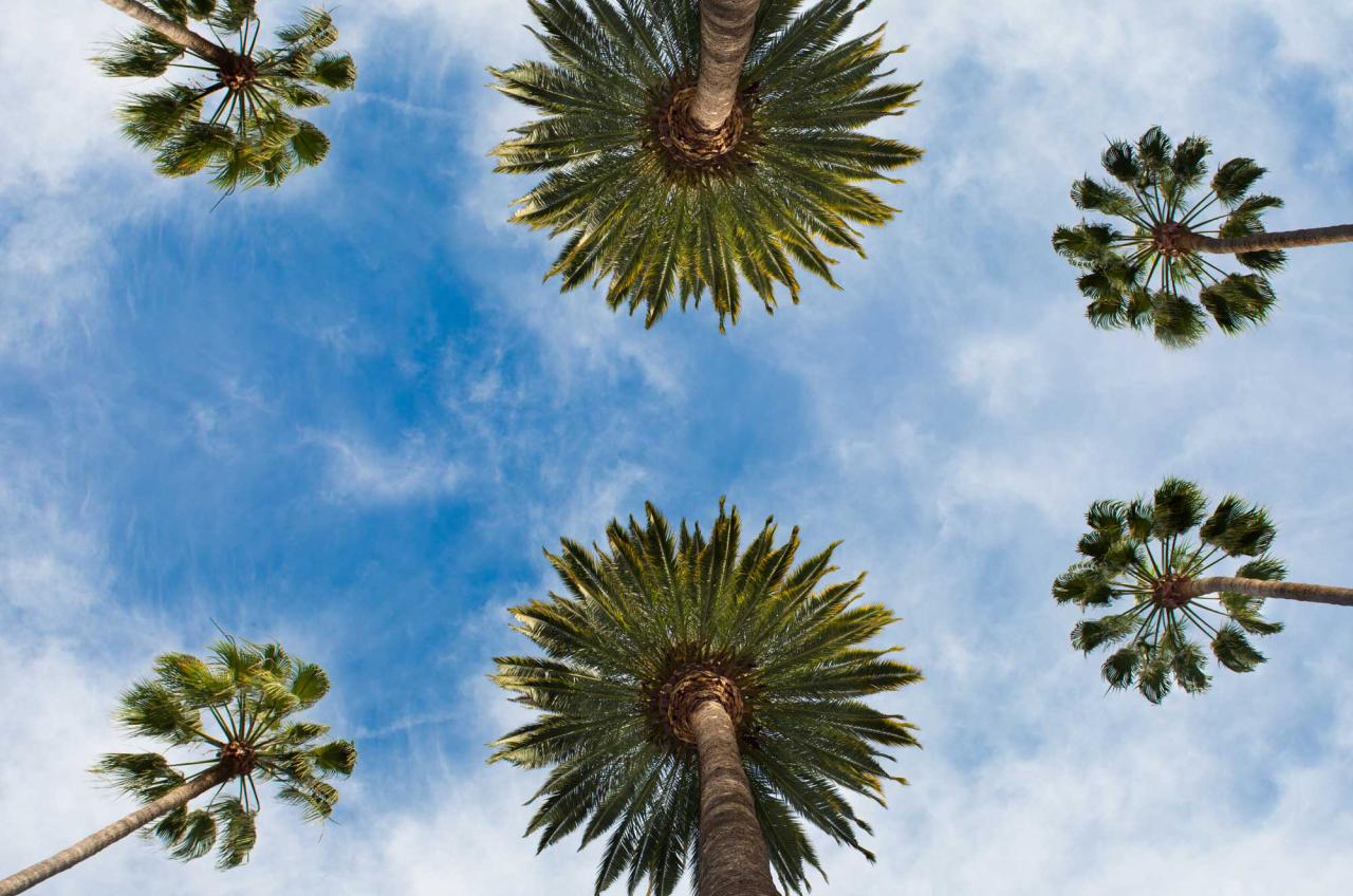 Palm Tree Care 