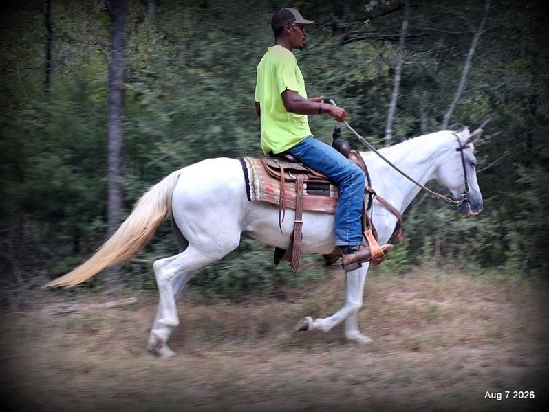 💚Wisp • Beginner Safe, Smooth & Dependable Trail Mare💚