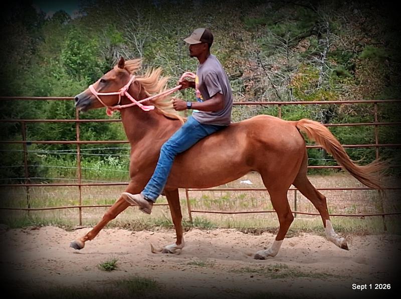 💚🐴 Blair • Kid Safe, Beginner Safe & Sweet Trail Mare💚
