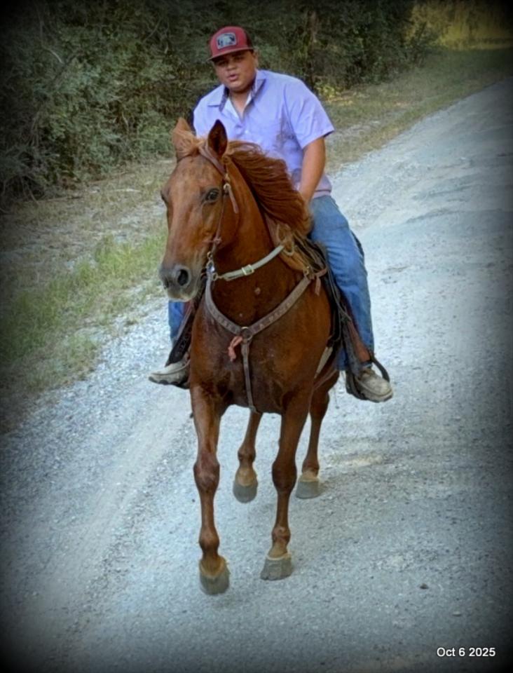 🌹 Meet Missouri – The Mare That Makes Every Ride Feel Like Home 🌹