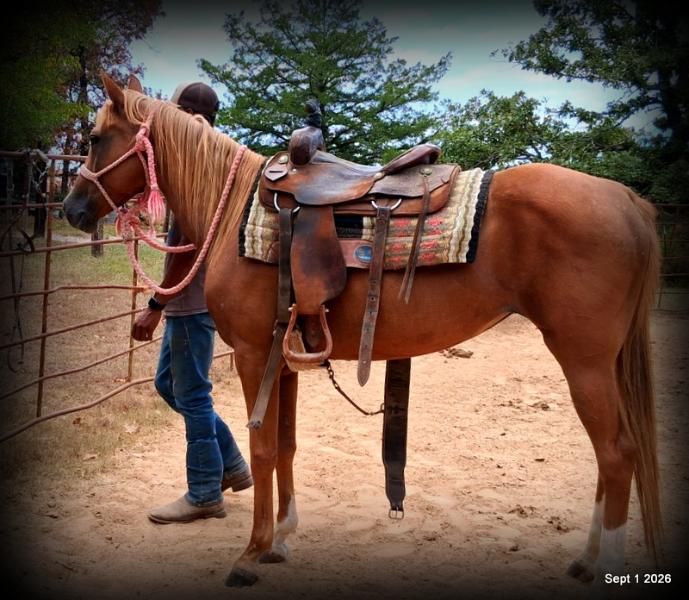 💚🐴 Blair • Kid Safe, Beginner Safe & Sweet Trail Mare💚