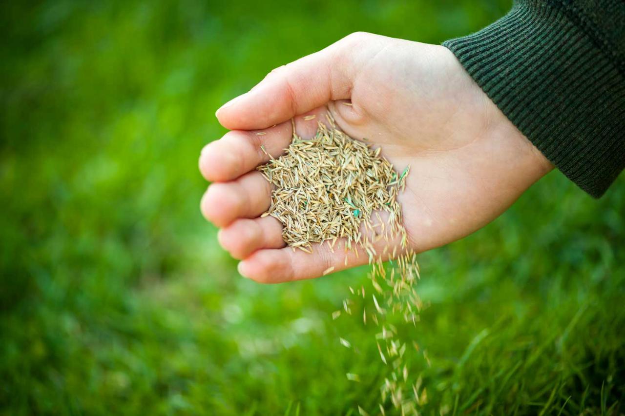 Over Seeding