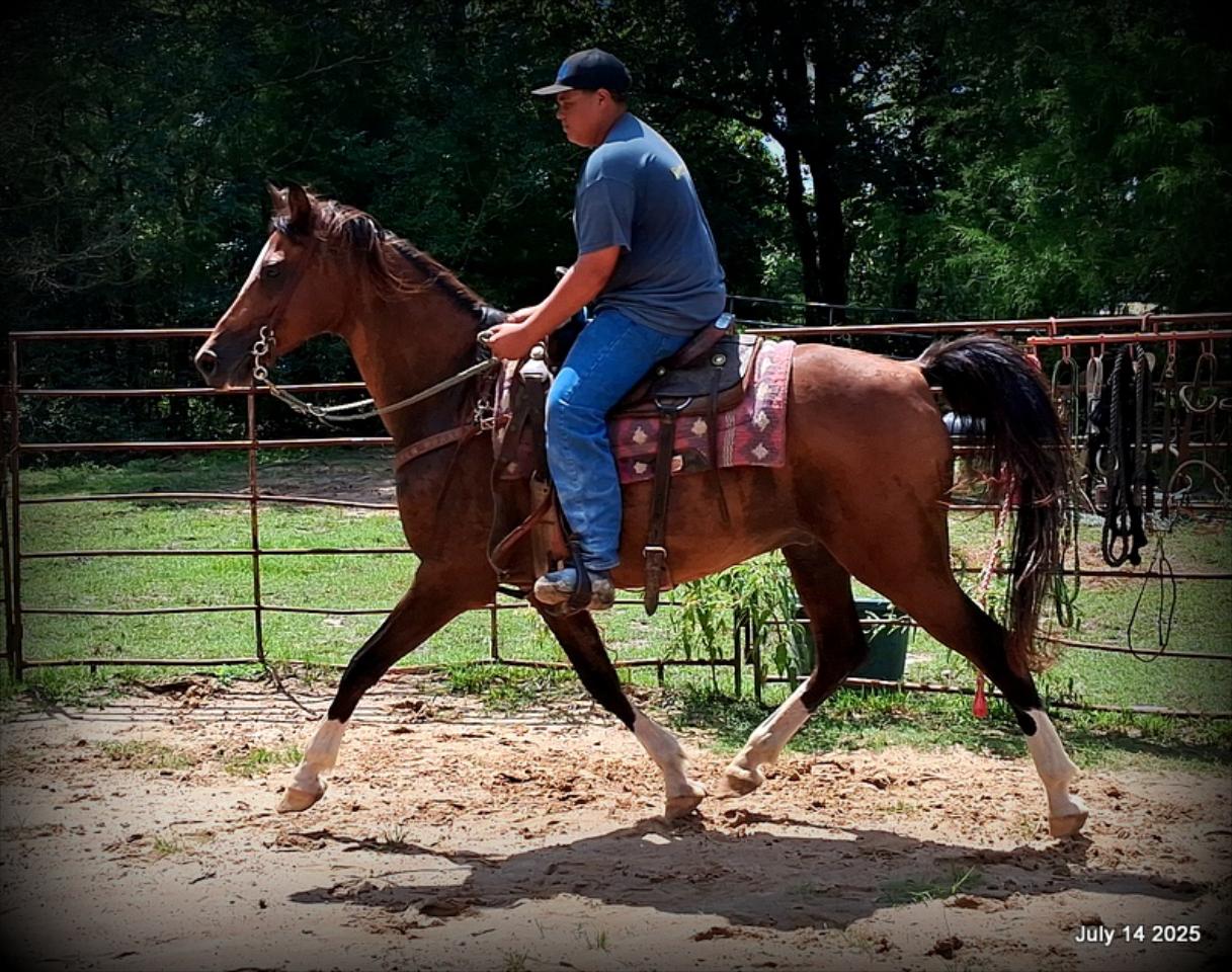 Cash- 11 Year Old Arabian Cross