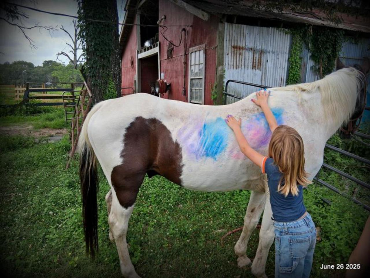 Meet Patrick – The Perfect Family Gelding!