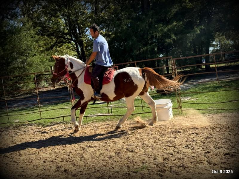 Jazzy – A Warrior Seeking Her Second Chance