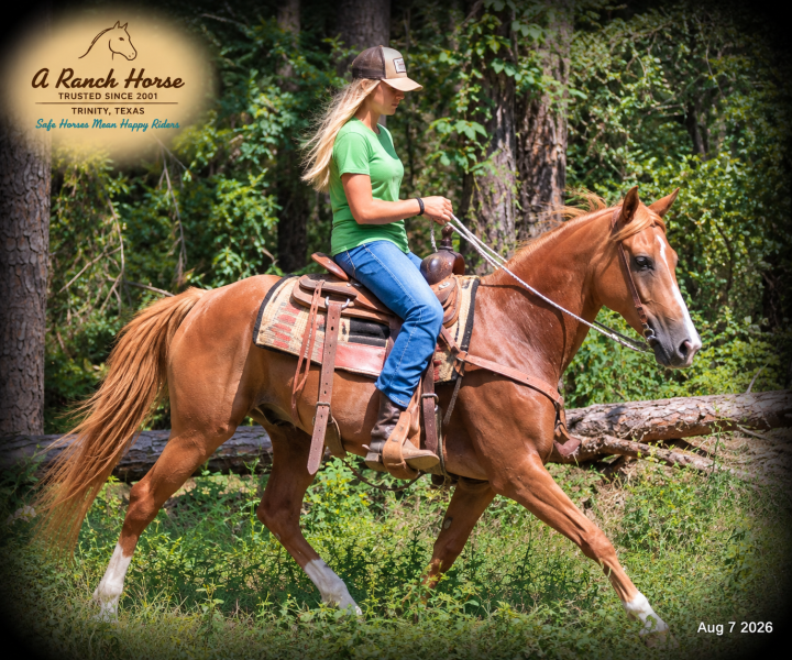 💚🐴 Blair • Kid Safe, Beginner Safe & Sweet Trail Mare💚