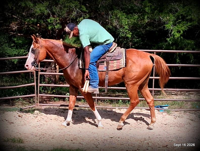 💚 Rocky | Kid-Safe Family Trail Gelding