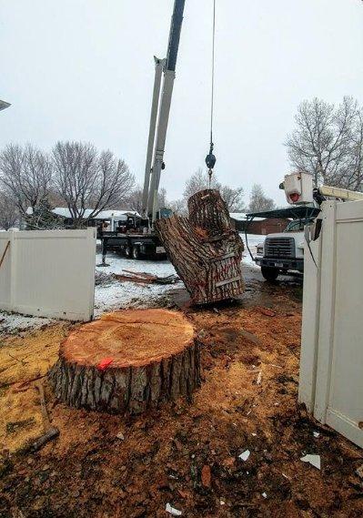 Our team can remove any tree no matter where it is in a timely manner