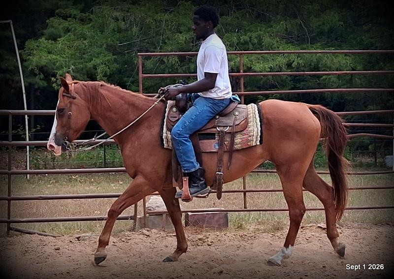 💚🐴 Brandy • Kid Safe, Family Safe & Dependable Quarter Horse Mare💚