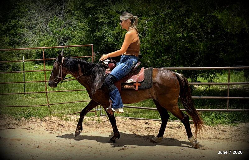 💛Bugs💛Smooth-Gaited Trail Mare 🌟
