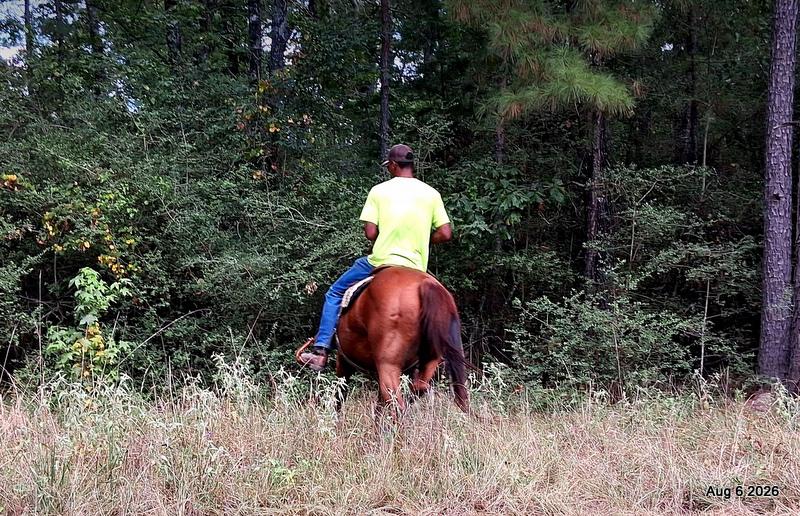 💛🐴 Scarlet • Ranch Experienced, Trail Ready & Ready to Ride💛