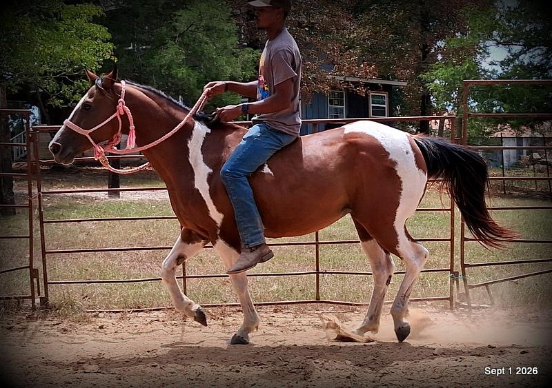💛 🐴 Milly • Beginner Safe, Confident & Smooth Trail Mare💛