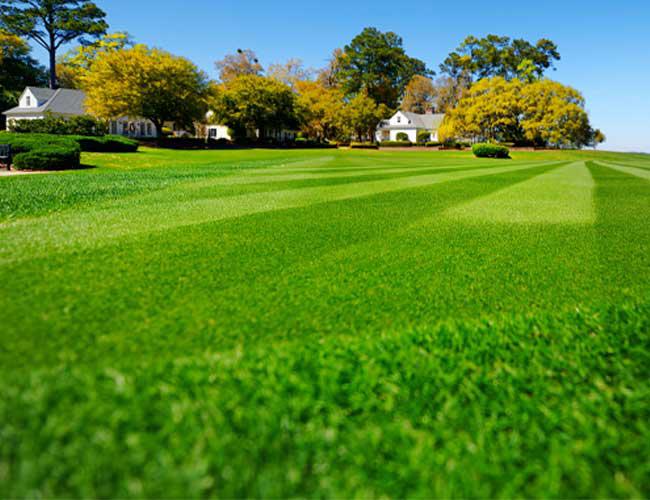 Lawn Treatment Services