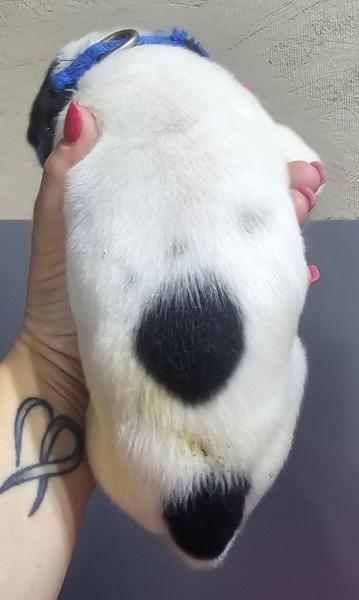 Piebald Male Blue Collar (SOLD)