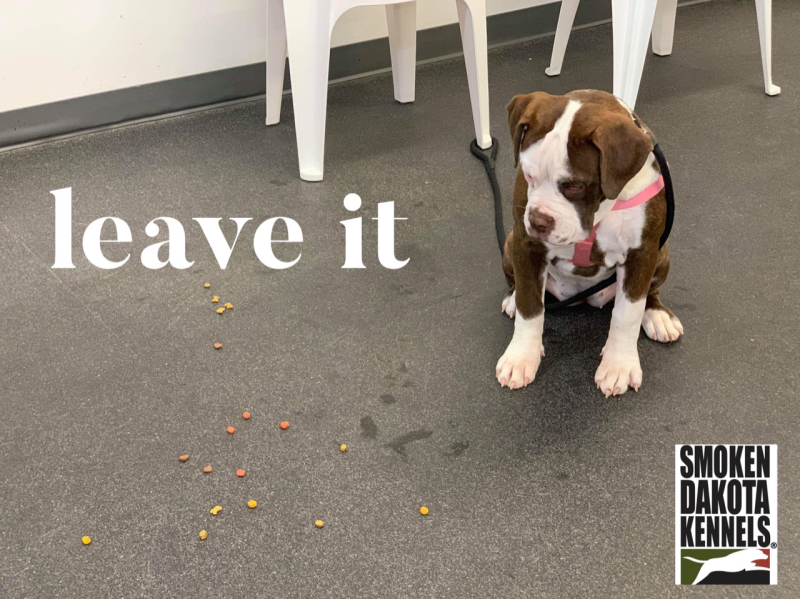 Smoken Dakota Kennels In Sioux Falls SD " Stay 'n' Train / Private Lessons