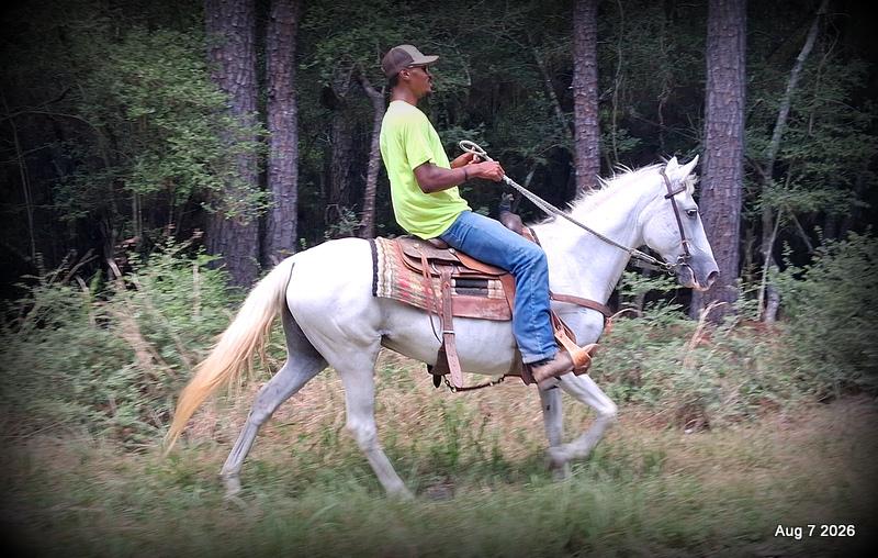 💚Wisp • Beginner Safe, Smooth & Dependable Trail Mare💚