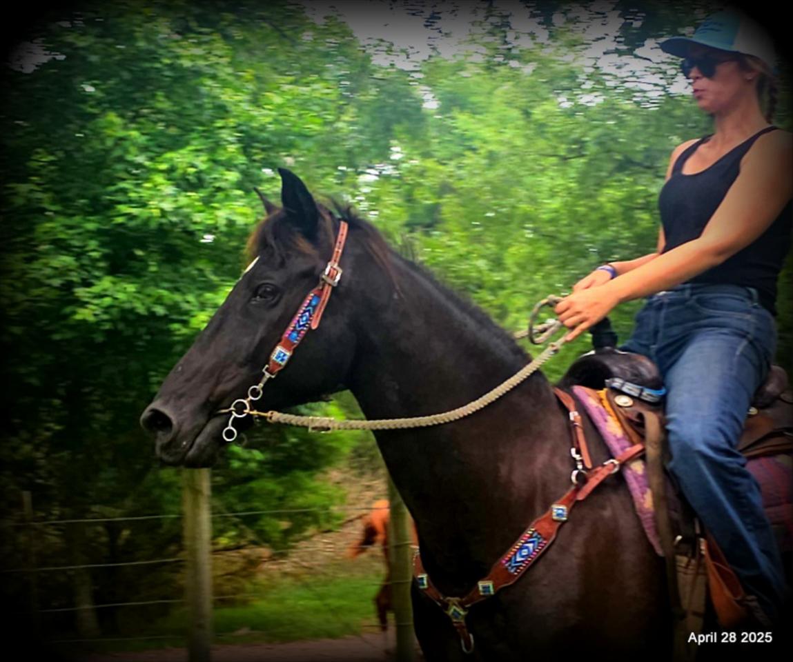 Midnight ***Gentle, Gaited Trail Gelding