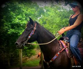 Midnight ***Gentle, Gaited Trail Gelding