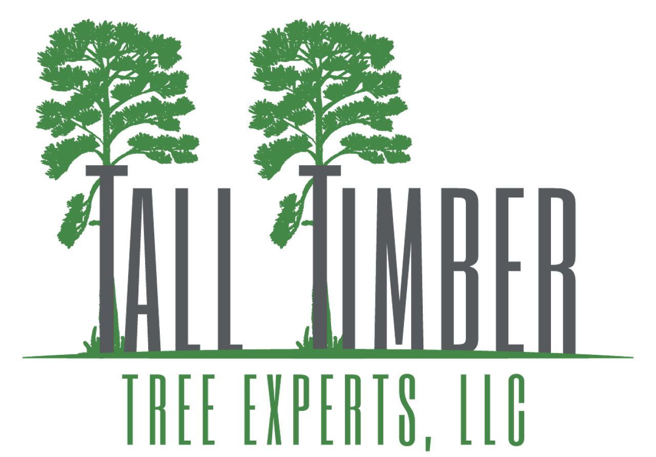 Tree Care You Can Trust—From Cleanups to Complex Projects