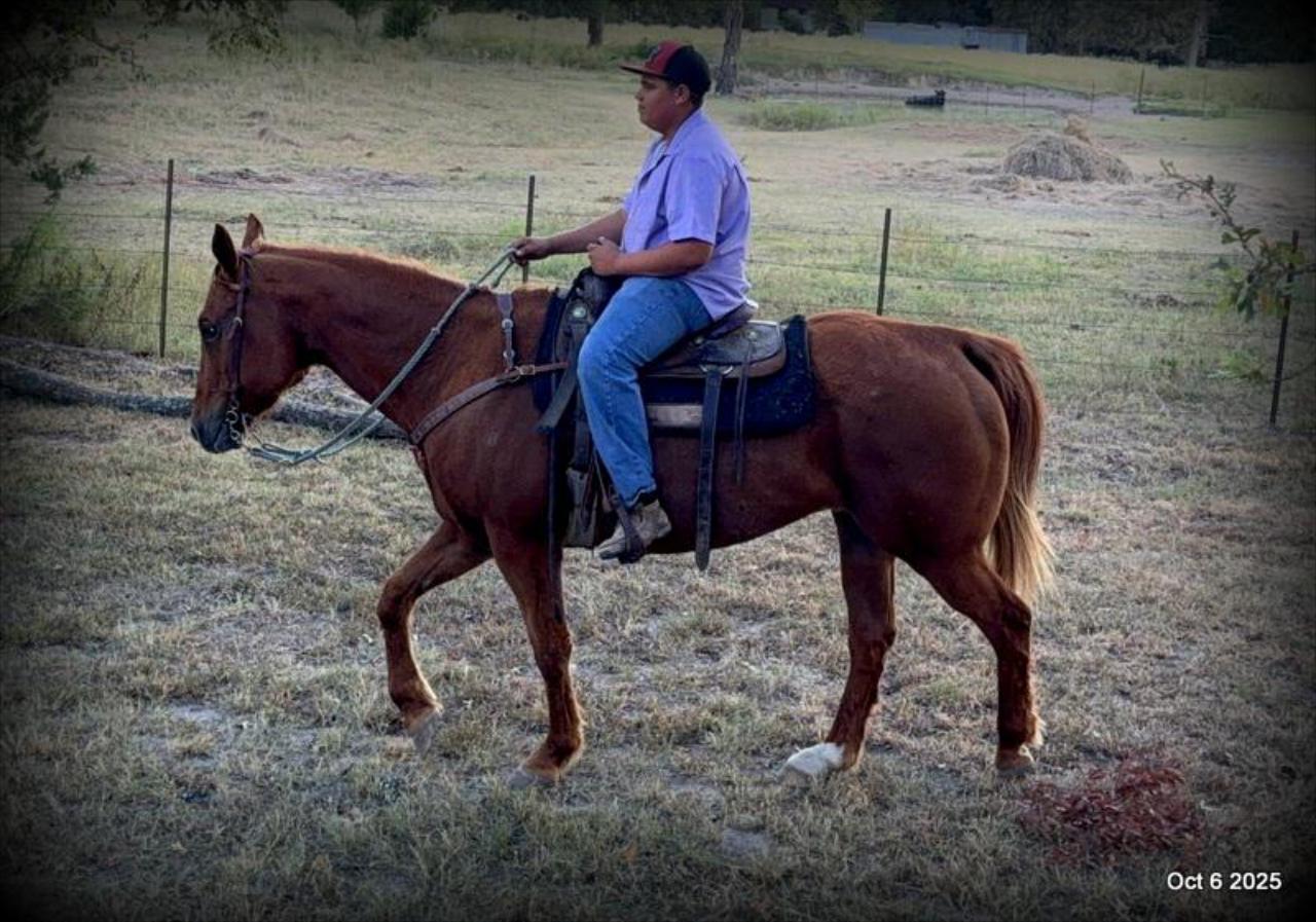 Biggie – Ranch-Tested, Family-Safe, and Ready to Ride!